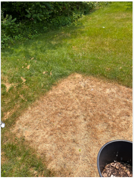 Brown Lawn Patch Replacement