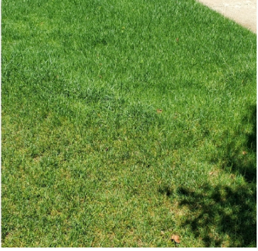 Brown Lawn Patch Replacement